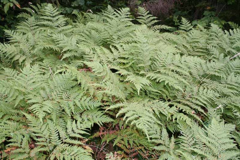 Dryopteris cristata, Crested Woodfern, Crested Wood Fern, Buckler Fern
