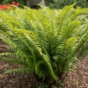 Dryopteris cycadina, Shaggy Wood Fern, Shaggy Shield Fern, Dryopteris atrata, Dryopteris hirtipes