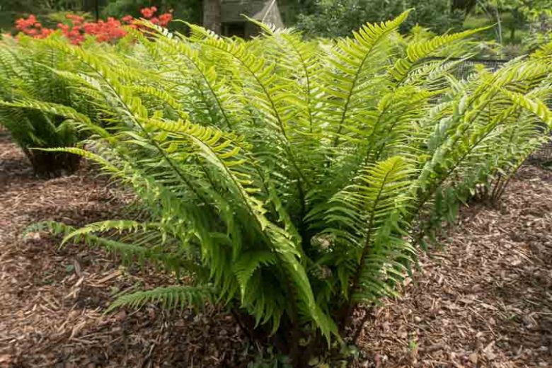 Dryopteris cycadina, Shaggy Wood Fern, Shaggy Shield Fern, Dryopteris atrata, Dryopteris hirtipes