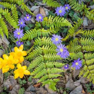 Dryopteris erythrosora, Autumn Fern, Japanese Red Shield Fern, Copper Shield Fern, Aspidium erythrosorum, Shade plants, shade perennial, plants for shade