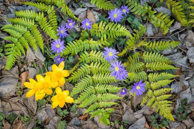 Dryopteris erythrosora, Autumn Fern, Japanese Red Shield Fern, Copper Shield Fern, Aspidium erythrosorum, Shade plants, shade perennial, plants for shade