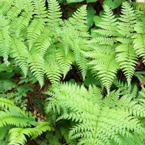 Dryopteris expansa, Spiny Wood Fern, Spreading Wood Fern, Spreading Woodfern