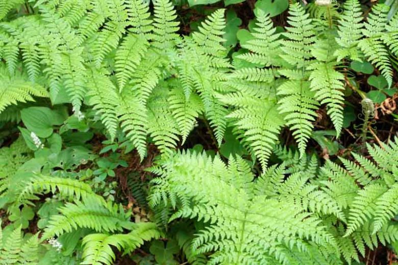 Dryopteris expansa, Spiny Wood Fern, Spreading Wood Fern, Spreading Woodfern