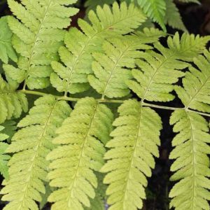 Dryopteris goldieana, Giant Wood Fern, Goldie's Shield Fern, Goldie's Wood Fern, Goldie Fern,