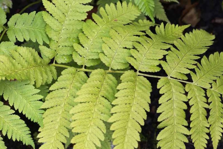 Dryopteris goldieana, Giant Wood Fern, Goldie's Shield Fern, Goldie's Wood Fern, Goldie Fern,