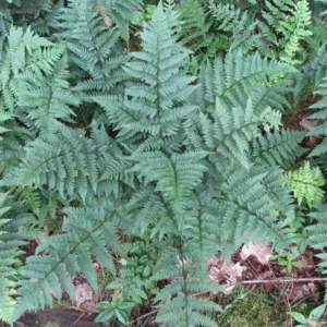 Dryopteris intermedia, Intermediate Woodfern, Evergreen Wood-fern, Fancy Wood Fern, Shade plants, shade perennial, plants for shade
