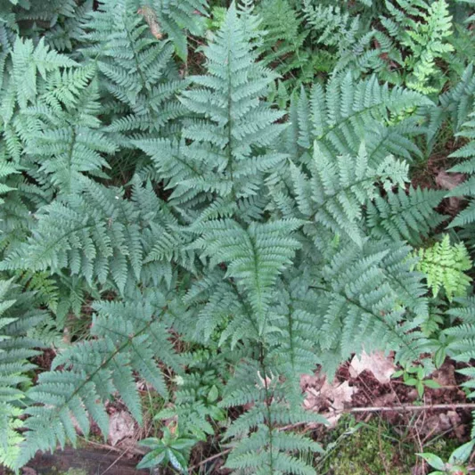 Dryopteris intermedia, Intermediate Woodfern, Evergreen Wood-fern, Fancy Wood Fern, Shade plants, shade perennial, plants for shade