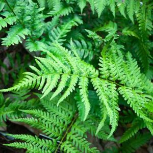 Dryopteris ludoviciana, Florida Wood Fern, Southern Wood Fern, Louisiana Wood Fern