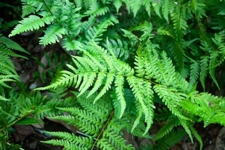 Dryopteris ludoviciana, Florida Wood Fern, Southern Wood Fern, Louisiana Wood Fern
