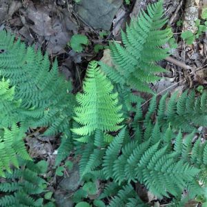 Dryopteris marginalis, Marginal Woodfern, Marginal Fern, Marginal Shieldfern, Evergreen Wood Fern, Leather Wood Fern, Shade plants, shade perennial, plants for shade