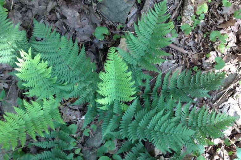 Dryopteris marginalis, Marginal Woodfern, Marginal Fern, Marginal Shieldfern, Evergreen Wood Fern, Leather Wood Fern, Shade plants, shade perennial, plants for shade