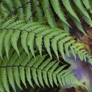 Dryopteris wallichiana, Alpine Wood Fern, Wallich's Wood Fern, Aspidium parallelogramma, Aspidium wallichianum