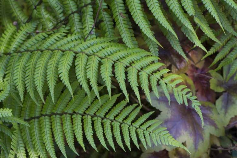 Dryopteris wallichiana, Alpine Wood Fern, Wallich's Wood Fern, Aspidium parallelogramma, Aspidium wallichianum