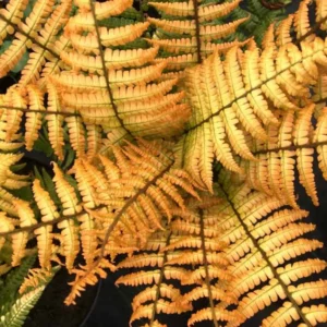 Dryopteris wallichiana Jurassic Gold, Alpine Wood Fern Jurassic Gold, Wallich's Wood Fern Jurassic Gold, Jurassic Gold Fern