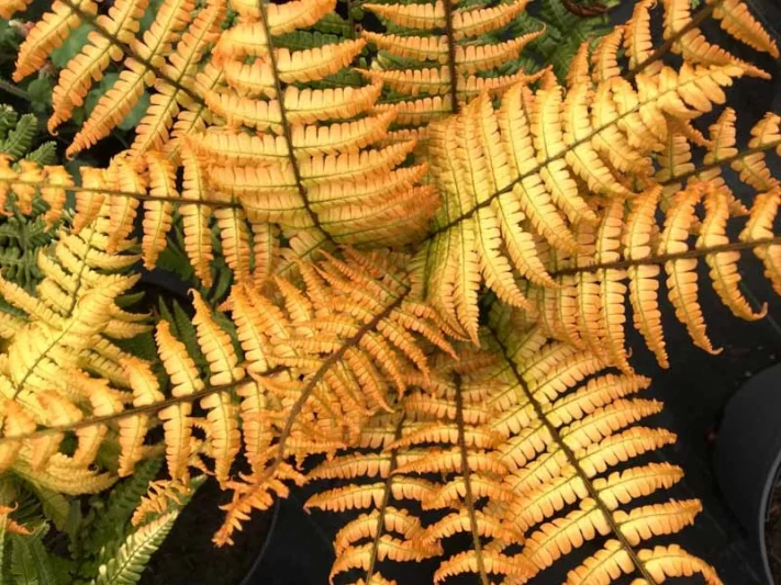 Dryopteris wallichiana Jurassic Gold, Alpine Wood Fern Jurassic Gold, Wallich's Wood Fern Jurassic Gold, Jurassic Gold Fern