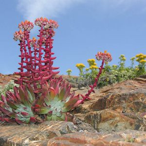 Dudleya caespitosa, Coast Dudleya, Sand Lettuce, Sand-lettuce, Sealettuce, Dudleya cespitosa, Dudleya cotyledon, California Native Succulent, California Native Plants