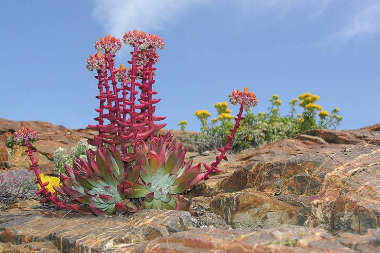 Dudleya caespitosa, Coast Dudleya, Sand Lettuce, Sand-lettuce, Sealettuce, Dudleya cespitosa, Dudleya cotyledon, California Native Succulent, California Native Plants