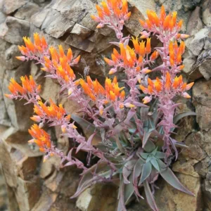Dudleya cymosa, Canyon Dudleya, Canyon Live-forever, Canyon Liveforever, Dudleya, Rock Lettuce, California Native Succulent, California Native Plants