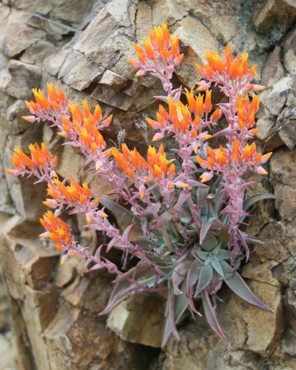 Dudleya cymosa, Canyon Dudleya, Canyon Live-forever, Canyon Liveforever, Dudleya, Rock Lettuce, California Native Succulent, California Native Plants