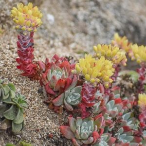 Dudleya farinosa, Bluff Lettuce, Powdery Live-forever, Powdery Liveforever, Dudleya compacta, Dudleya eastwoodiae, Dudleya septentrionalis, California Native Succulent, California Native Plants