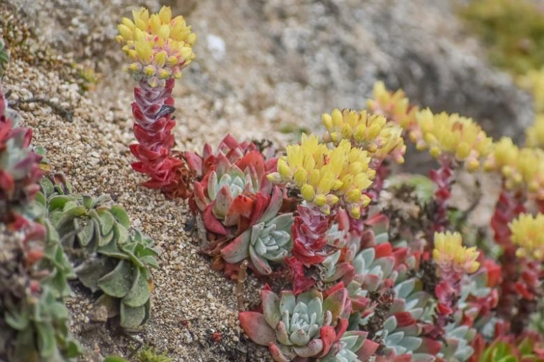 Dudleya farinosa, Bluff Lettuce, Powdery Live-forever, Powdery Liveforever, Dudleya compacta, Dudleya eastwoodiae, Dudleya septentrionalis, California Native Succulent, California Native Plants