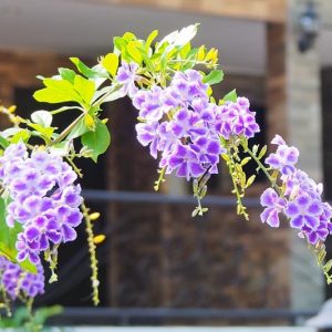 Duranta erecta, Golden Dewdrop, Pigeon Berry, Sky Flower, Purple Flowers, Drought tolerant flowers,