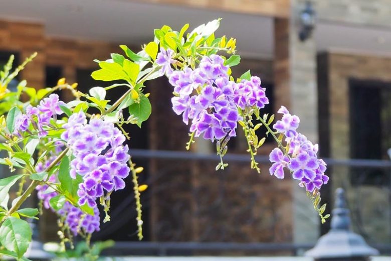 Duranta erecta, Golden Dewdrop, Pigeon Berry, Sky Flower, Purple Flowers, Drought tolerant flowers,