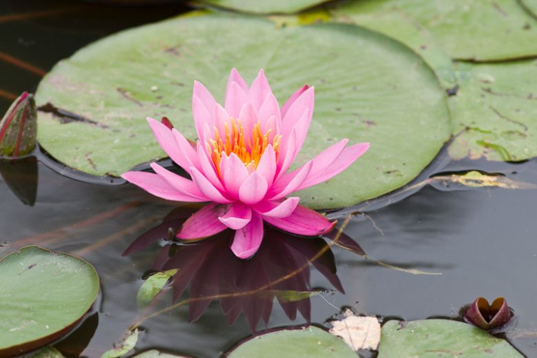 Dwarf Nymphaea, Dwarf Waterlily, Dwarf Water Lily, Miniature Nymphaea, Miniature Waterlily, Miniature Water Lily, Hardy Nymphaea, Small Ponds, Container Gardening
