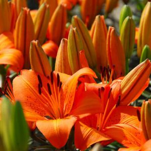 Dwarf asiatic Lilies, Pixie Lilies, Dwarf Lilies, Asiatic Hybrids lilies Group, Summer flowering Bulb, early flowering lilies, orange lilies, pink lilies, yellow lilies