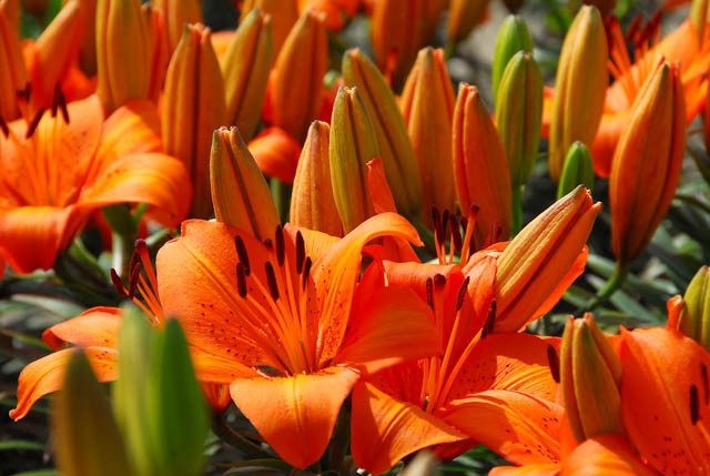 Dwarf asiatic Lilies, Pixie Lilies, Dwarf Lilies, Asiatic Hybrids lilies Group, Summer flowering Bulb, early flowering lilies, orange lilies, pink lilies, yellow lilies