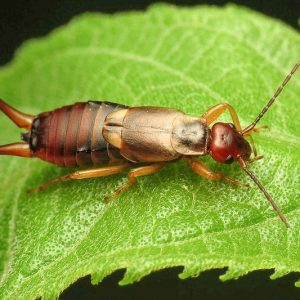 Earwigs, Earwig, European earwig, Forficula auricularia