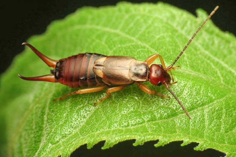 Earwigs, Earwig, European earwig, Forficula auricularia