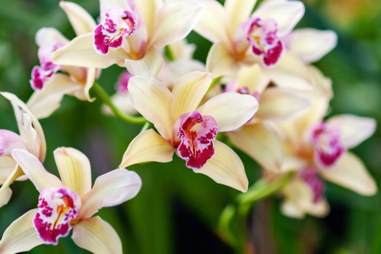 Easy Orchids, Easy Growing Orchids, Cattleya, Cymbidium, Cypripedium, Dendrobium, Masdevallia, Miltoniopsis, Oncidium, Paphiopedilum, Phalaenopsis, Phragmipedium, Vanda, Zygopetalum