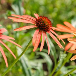 Coneflower Art's Pride, Echinacea Art's Pride, Echinacea Orange Meadowbrite, Orange Coneflower, Orange Echinacea,