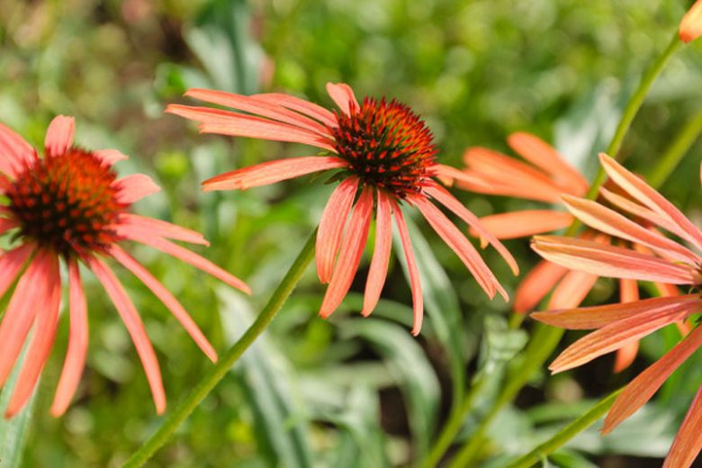 Coneflower Art's Pride, Echinacea Art's Pride, Echinacea Orange Meadowbrite, Orange Coneflower, Orange Echinacea,