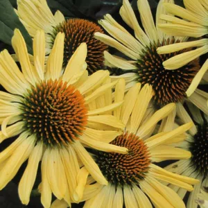 Echinacea Aloha, Aloha Echinacea, Coneflower 'Aloha', Yellow coneflower, Yellow coneflowers, Yellow Echinacea, Yellow Flowers, Yellow Perennials