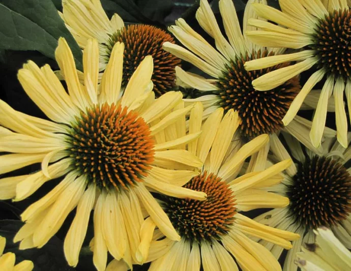 Echinacea Aloha, Aloha Echinacea, Coneflower 'Aloha', Yellow coneflower, Yellow coneflowers, Yellow Echinacea, Yellow Flowers, Yellow Perennials