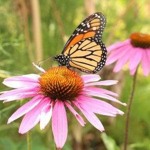 Echinacea angustifolia, Black Samson, Black Samson Echinacea, Narrow-leaf Coneflower, Purple Coneflower, Purple Echinacea, Coneflower, Cone flowers, Coneflowers