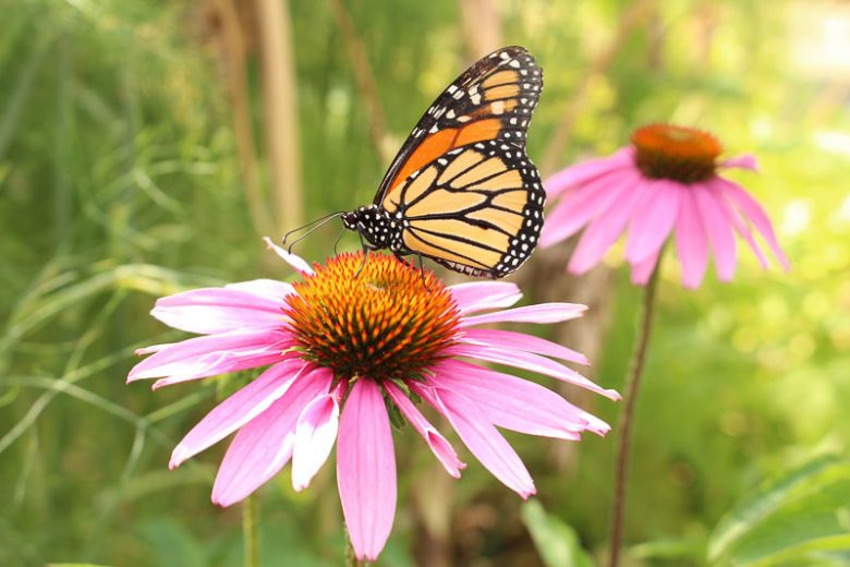 Echinacea angustifolia, Black Samson, Black Samson Echinacea, Narrow-leaf Coneflower, Purple Coneflower, Purple Echinacea, Coneflower, Cone flowers, Coneflowers