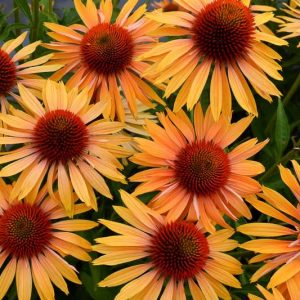Echinacea Big Kahuna, Big Kahuna Echinacea, Coneflower 'Big Kahuna', Orange coneflower, Orange Echinacea, Orange Flowers, Orange Perennials