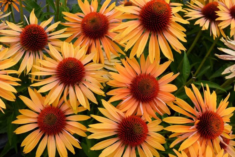 Echinacea Big Kahuna, Big Kahuna Echinacea, Coneflower 'Big Kahuna', Orange coneflower, Orange Echinacea, Orange Flowers, Orange Perennials
