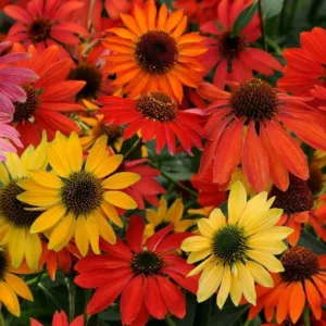 Echinacea 'Cheyenne Spirit', Coneflower 'Cheyenne Spirit', Red coneflowers, Orange coneflowers, Yellow Coneflowers, Coneflower mix, Echinacea mix, Coneflowers