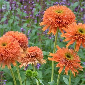 Echinacea Colorburst Orange, Colorburst Orange Echinacea, Coneflower Colorburst Orange, Orange coneflower, Orange coneflowers, Orange Echinacea, Orange Flowers, Orange Perennials