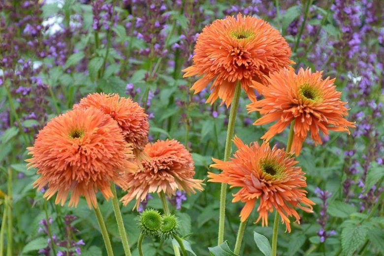 Echinacea Colorburst Orange, Colorburst Orange Echinacea, Coneflower Colorburst Orange, Orange coneflower, Orange coneflowers, Orange Echinacea, Orange Flowers, Orange Perennials