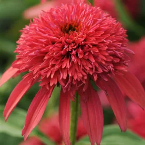 Echinacea Double Scoop Cranberry, Double Scoop Cranberry Echinacea, Coneflower Double Scoop Cranberry, Echinacea 'Balscanery', Double Scoop Series, Red coneflower, Red coneflowers, Rede Echinacea, Red Flowers, Red Perennials