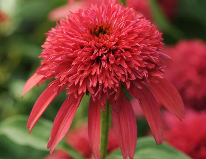 Echinacea Double Scoop Cranberry, Double Scoop Cranberry Echinacea, Coneflower Double Scoop Cranberry, Echinacea 'Balscanery', Double Scoop Series, Red coneflower, Red coneflowers, Rede Echinacea, Red Flowers, Red Perennials