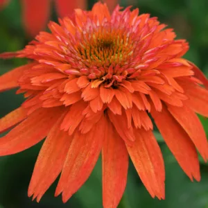 Echinacea Double Scoop Mandarin, Double Scoop Mandarin Echinacea, Coneflower Double Scoop Mandarin, Echinacea 'Balscandin', Double Scoop Series, Orange coneflower, Orange coneflowers, Orange Echinacea, Orange Flowers, Orange Perennials