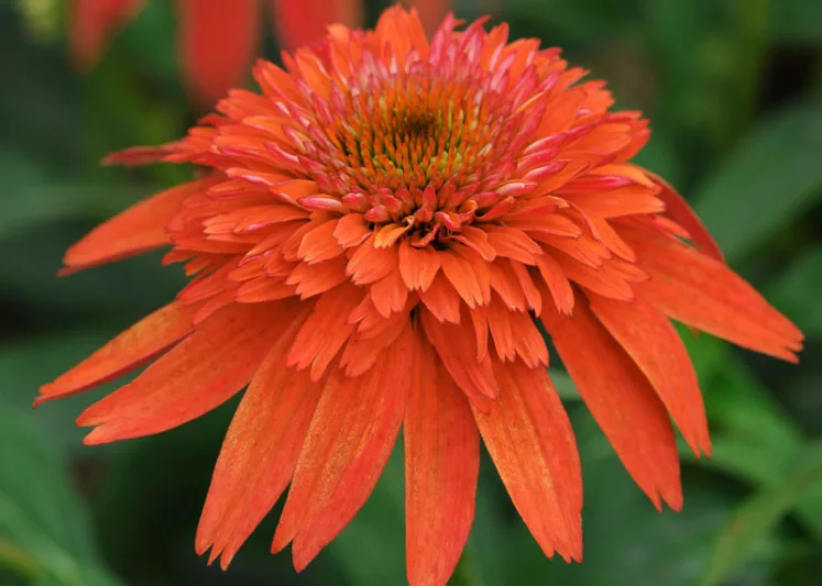 Echinacea Double Scoop Mandarin, Double Scoop Mandarin Echinacea, Coneflower Double Scoop Mandarin, Echinacea 'Balscandin', Double Scoop Series, Orange coneflower, Orange coneflowers, Orange Echinacea, Orange Flowers, Orange Perennials