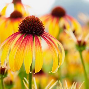 Echinacea Fiery Meadow Mama, Fiery Meadow Mama Echinacea, Coneflower Fiery Meadow Mama, Meadow Mama Series, Yellow coneflower, Yellow coneflowers, Yellow Echinacea, Yellow Flowers, Yellow Perennials