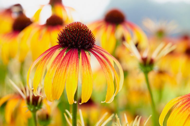 Echinacea Fiery Meadow Mama, Fiery Meadow Mama Echinacea, Coneflower Fiery Meadow Mama, Meadow Mama Series, Yellow coneflower, Yellow coneflowers, Yellow Echinacea, Yellow Flowers, Yellow Perennials